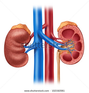 stock-photo-human-kidney-medical-diagram-with-a-cross-section-of-the-inner-organ-with-red-and-blue-arteries-and-102192061