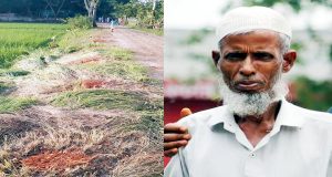 মুরাদনগরে ইউপি সদস্যর বিরুদ্ধে সরকারি গাছ কাটার অভিযোগ