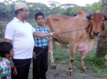 গৌরনদীতে সর্বোচ্চ আড়াই লাখ  টাকার গরুটি ক্রয় করেছেন  সহদর প্রবাসীরা