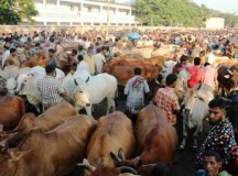 রাজধানীতে পশুর হাট বসছে আজ থেকে