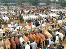 সন্দ্বীপে কোরবানির পশুর হাটে গুলি, নিহত ২