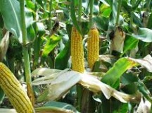 ভুট্টার উৎপাদন প্রযুক্তিঃ